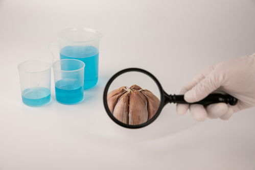 从农田到餐桌 大蒜食品安全与农业科技发展的融合